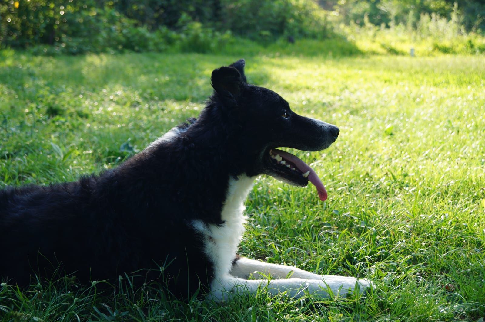 Ein Hund liegt entspannt im sonnigen Gras.
